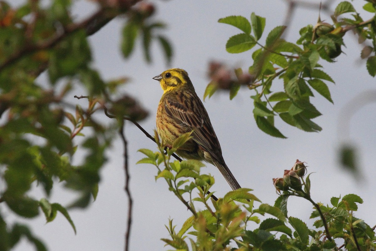 Yellowhammer - ML620302422