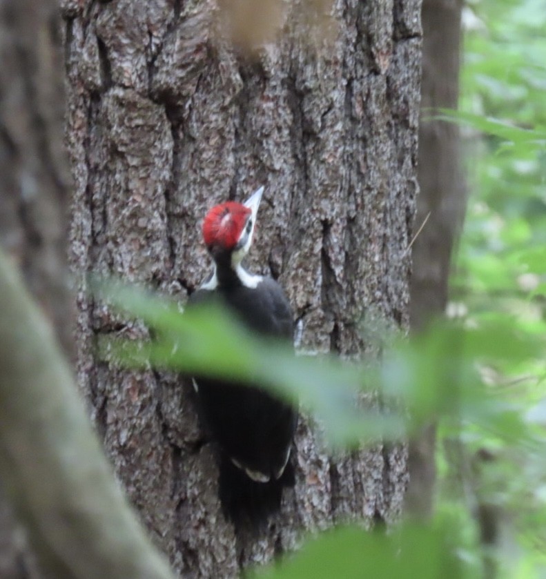 Pileated Woodpecker - ML620302423
