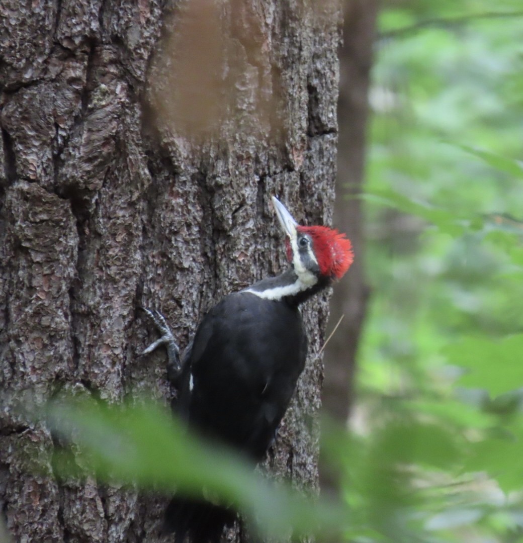 Pileated Woodpecker - ML620302424