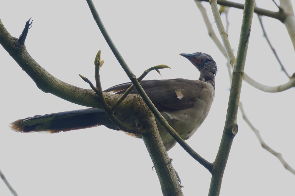 Gray-headed Chachalaca - ML620302426