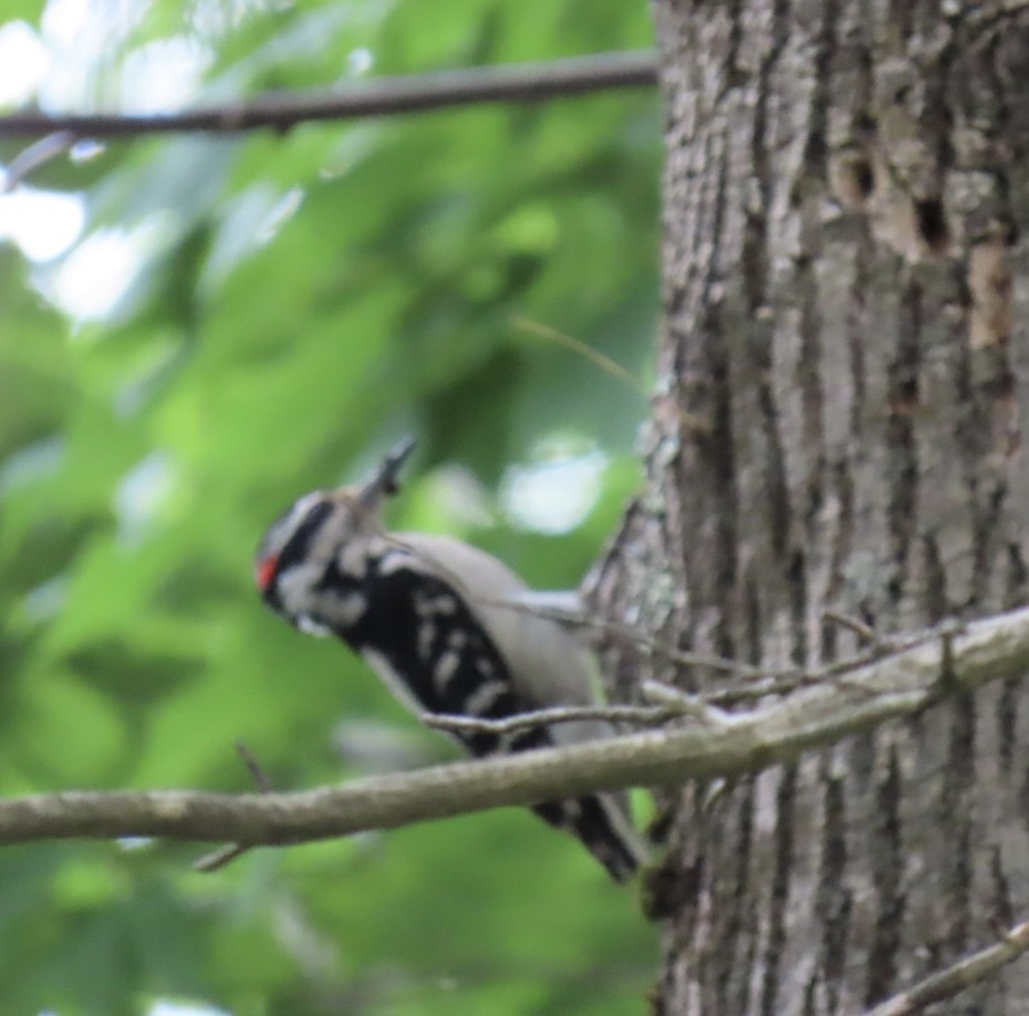 Hairy Woodpecker - ML620302429