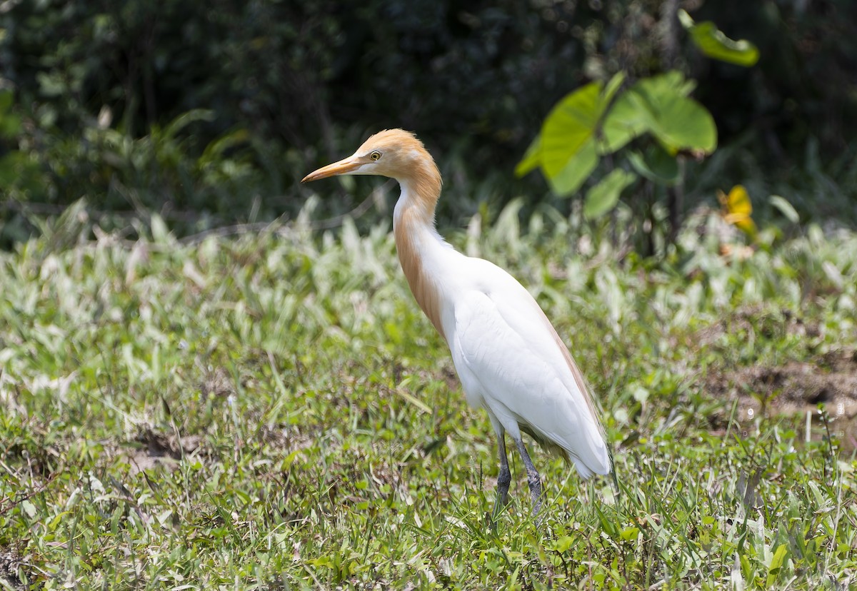 Eastern Cattle Egret - ML620302431