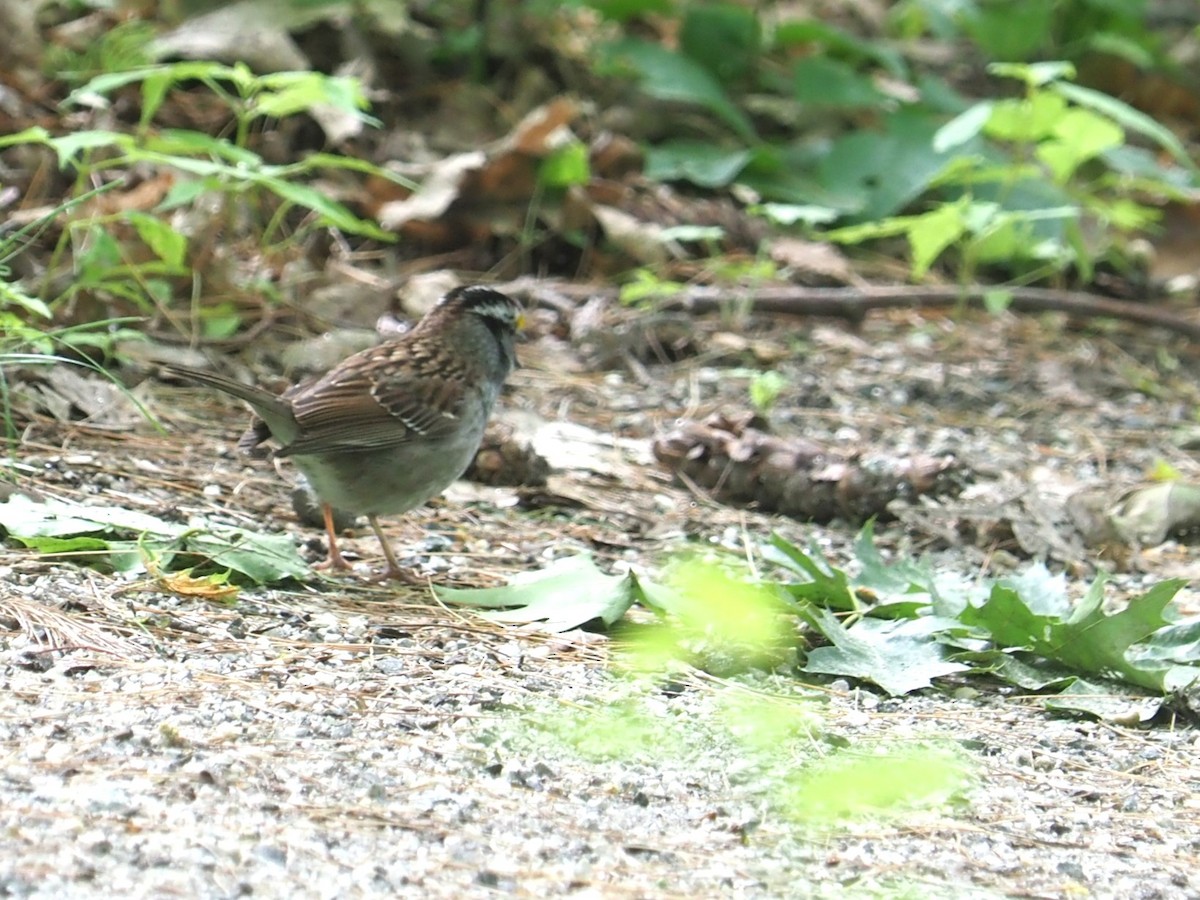 White-throated Sparrow - ML620302433