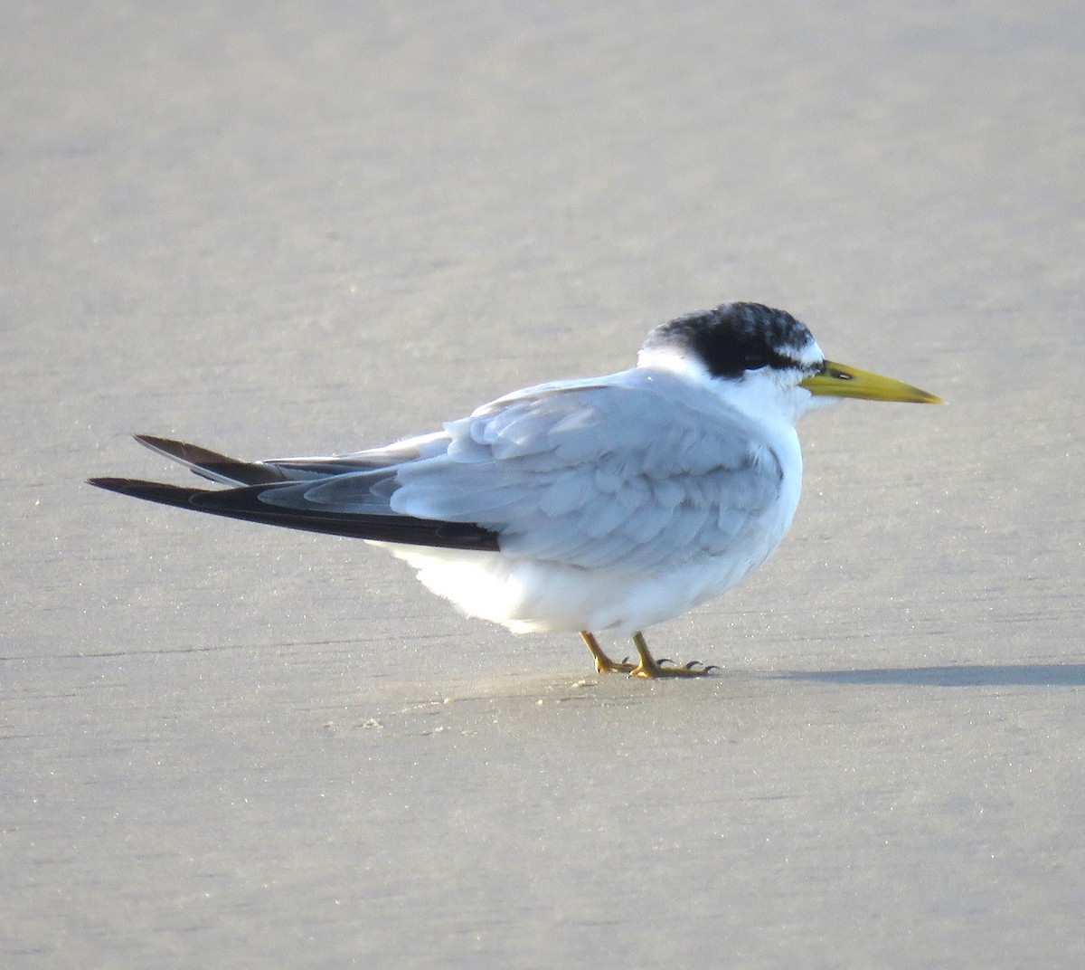 Yellow-billed Tern - ML620302434