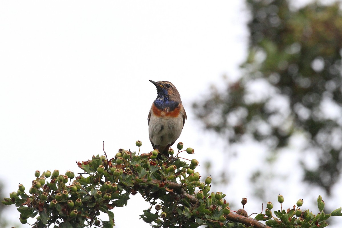 Bluethroat - ML620302436