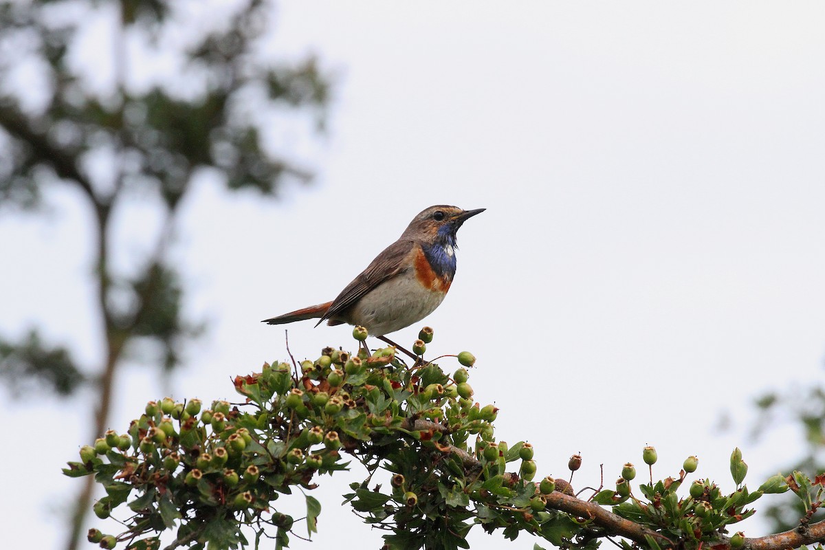 Bluethroat - ML620302437