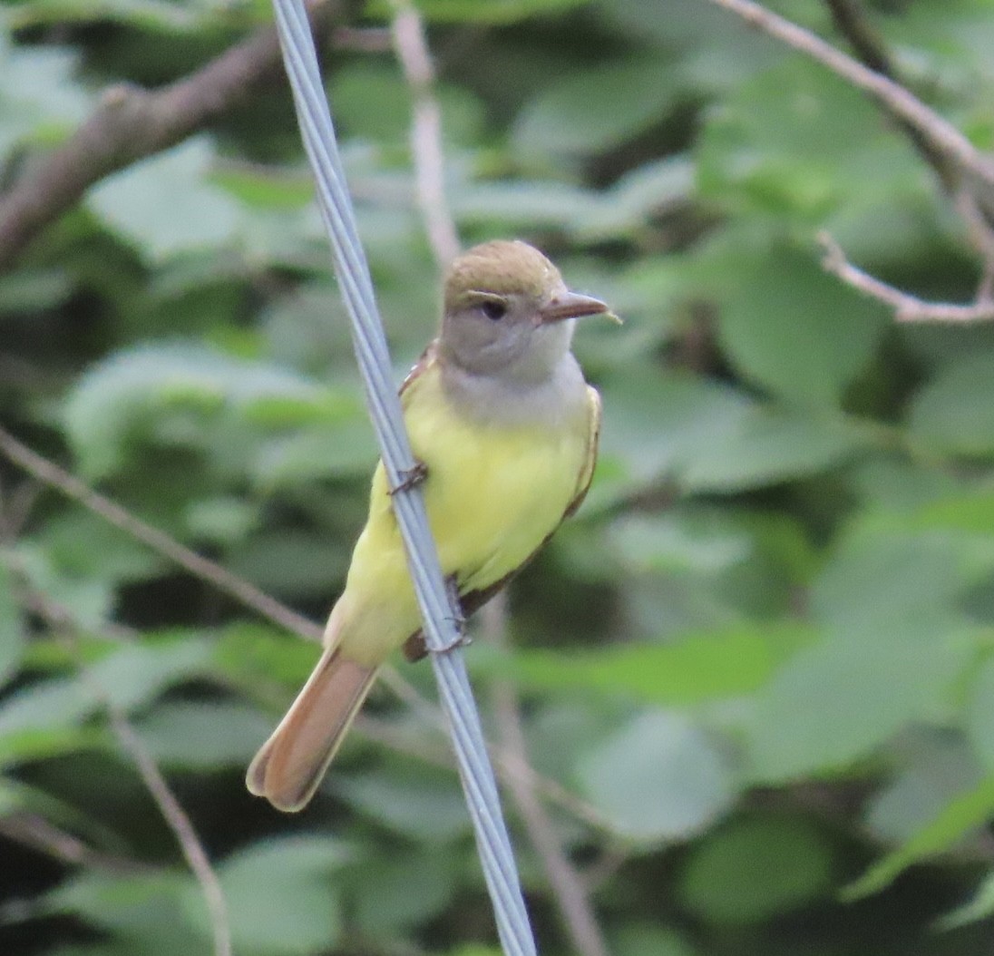 Great Crested Flycatcher - ML620302439