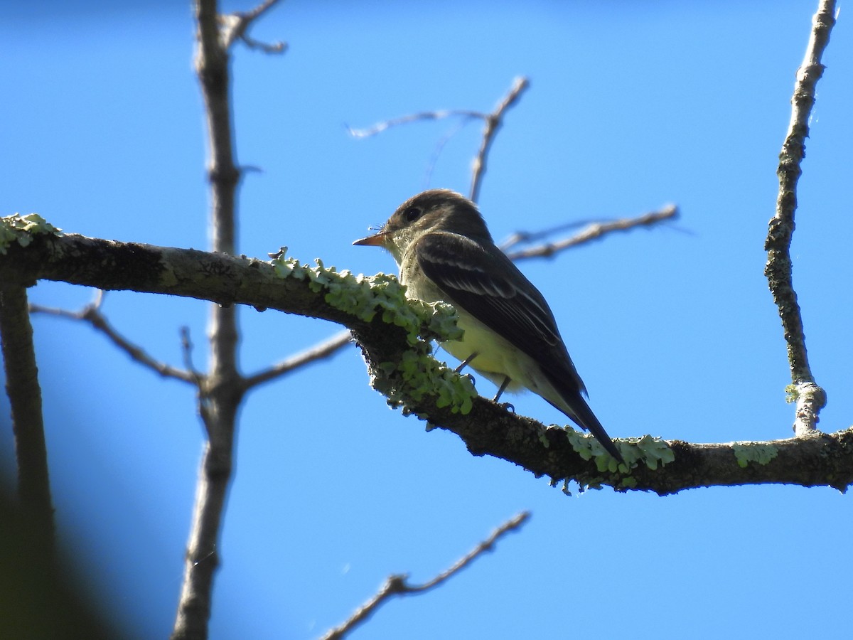 Eastern Wood-Pewee - ML620302443