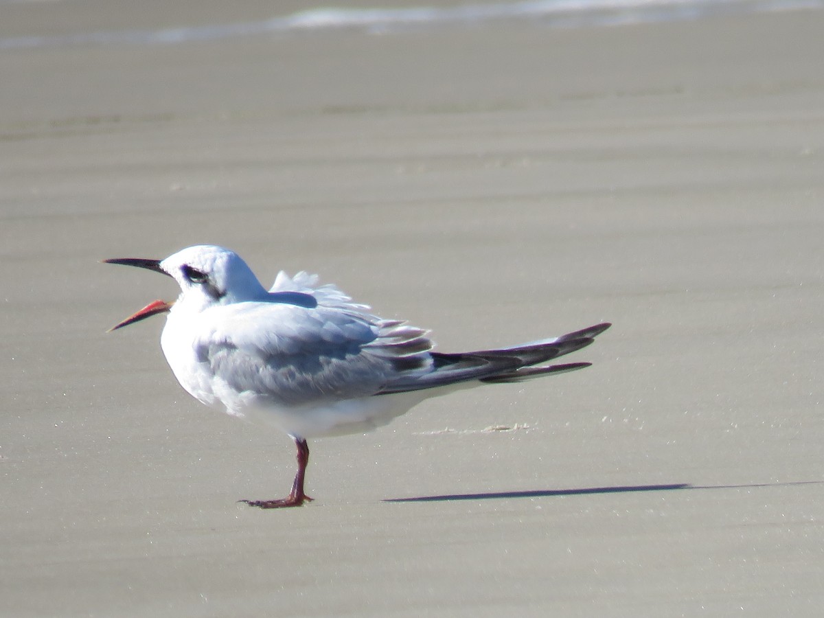 Snowy-crowned Tern - ML620302444