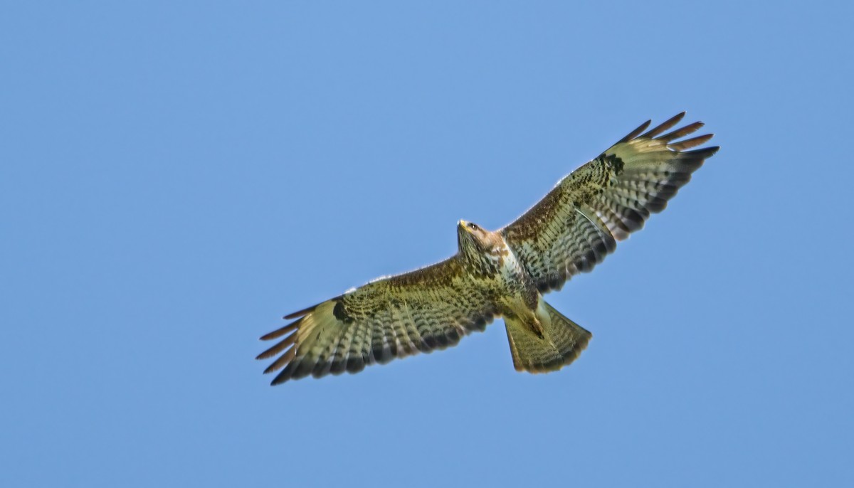 Common Buzzard - ML620302454