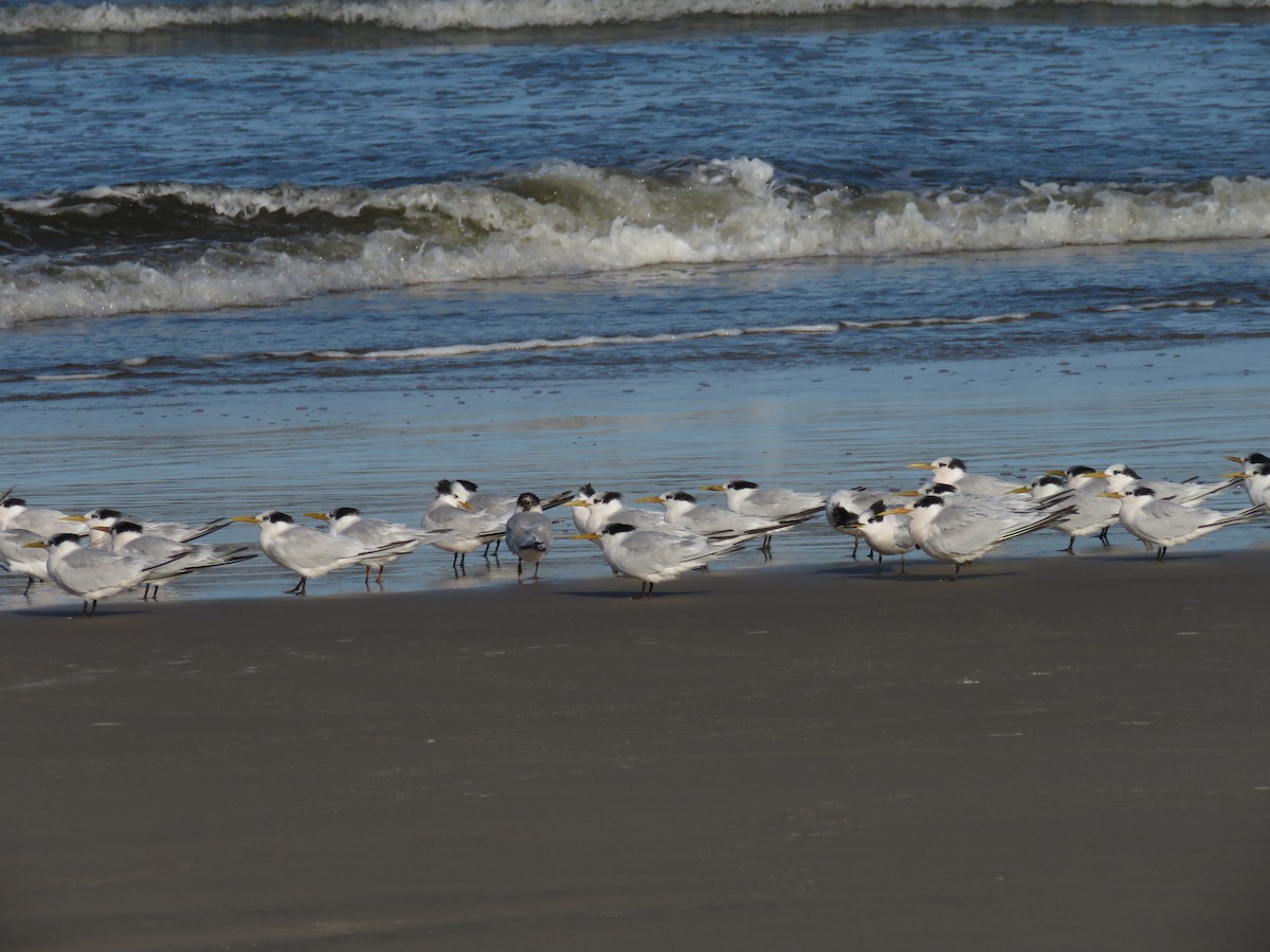 Sandwich Tern - ML620302455