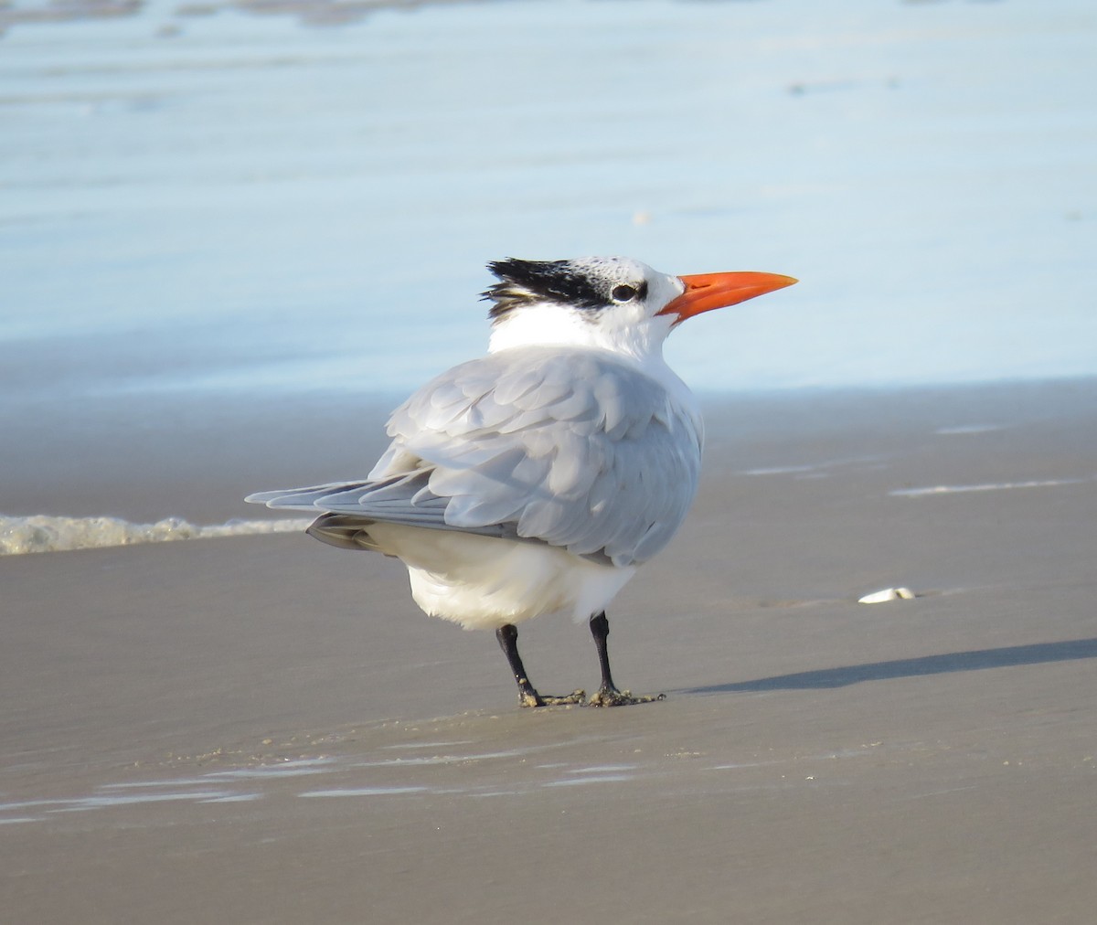 Royal Tern - ML620302456