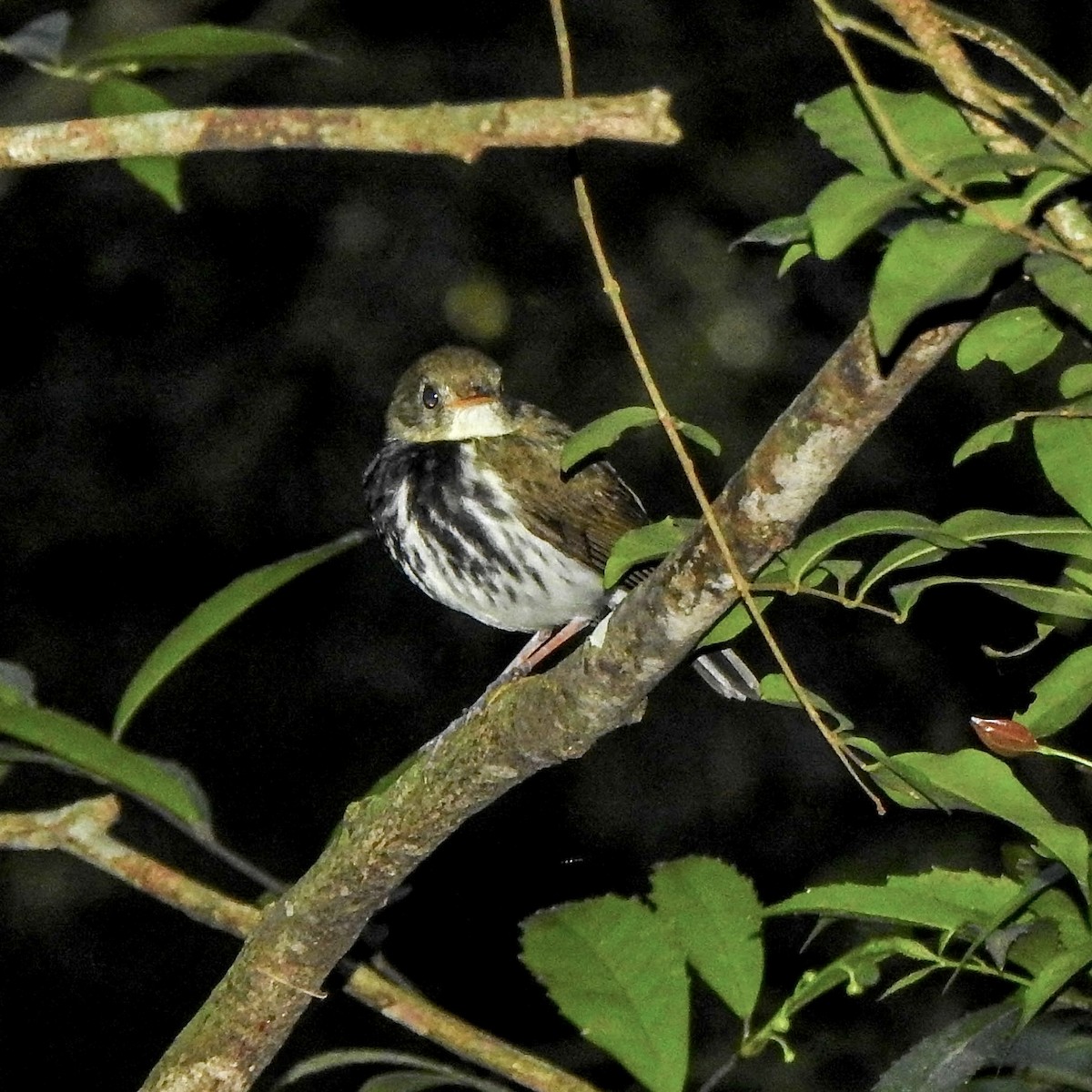 Southern Antpipit - ML620302464