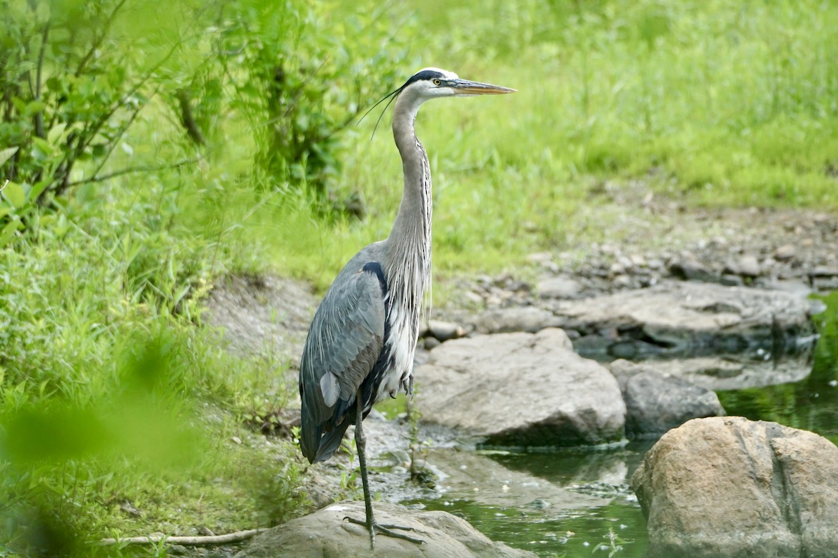 Great Blue Heron - ML620302465