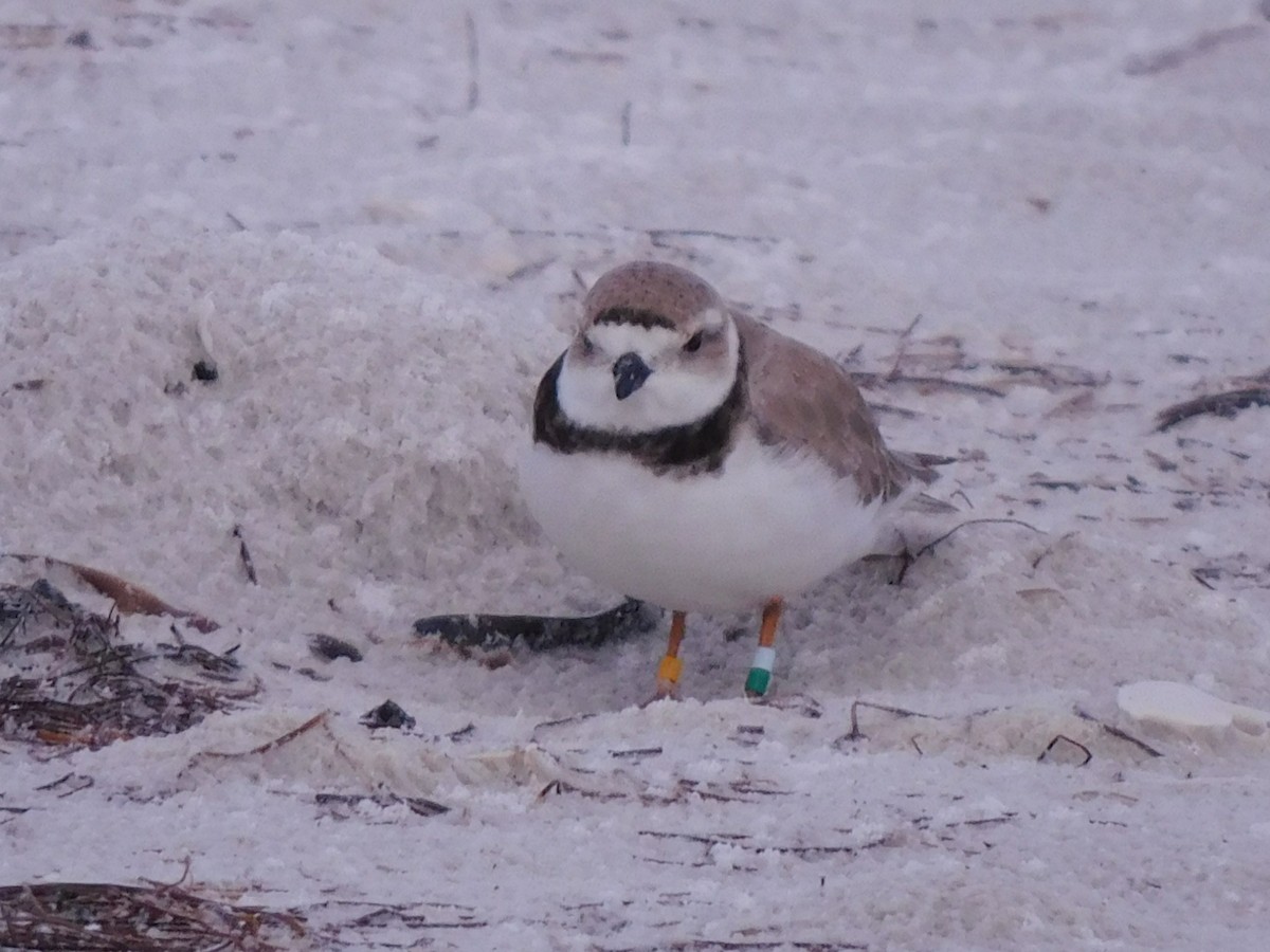 Piping Plover - ML620302475