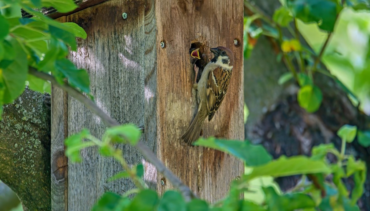 Eurasian Tree Sparrow - ML620302478