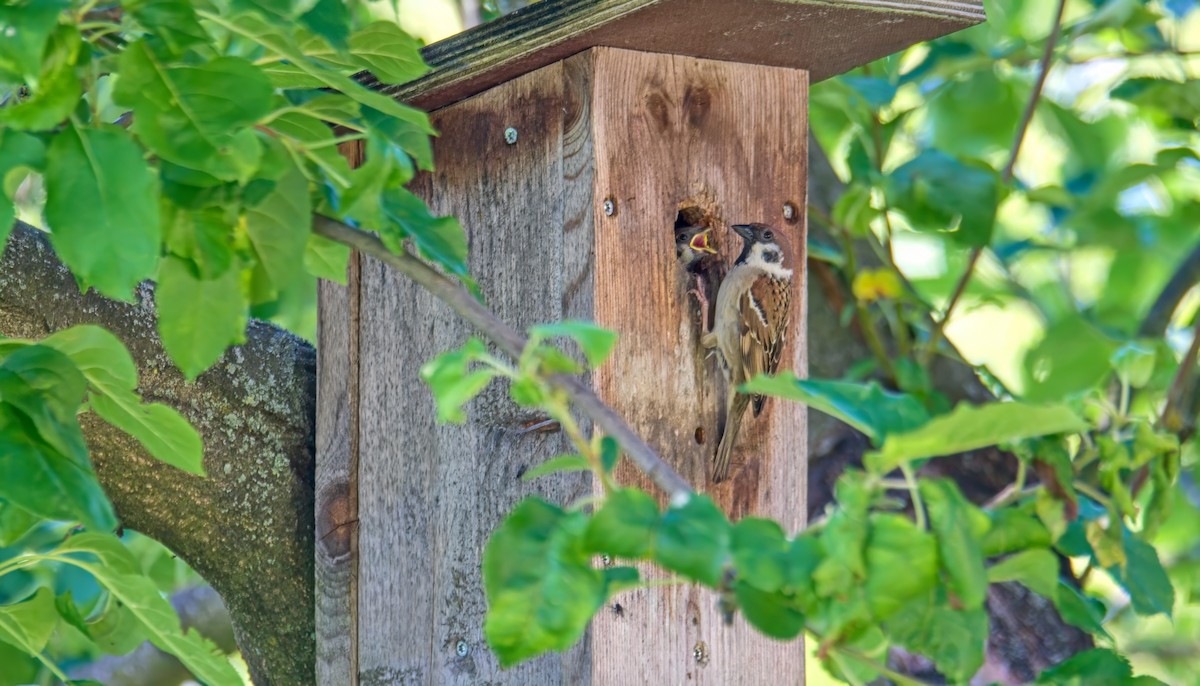 Eurasian Tree Sparrow - ML620302479