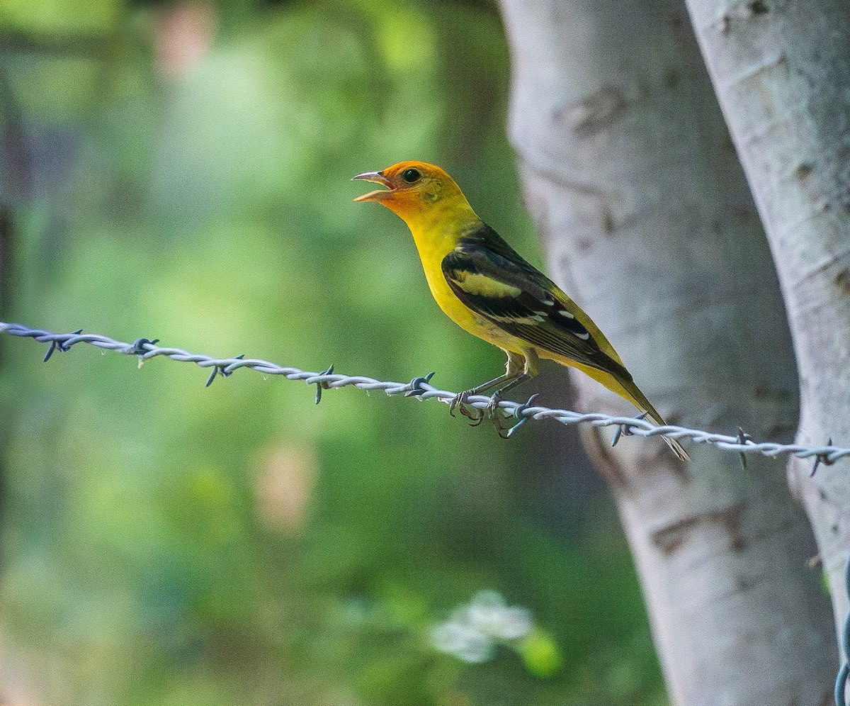 Western Tanager - ML620302481