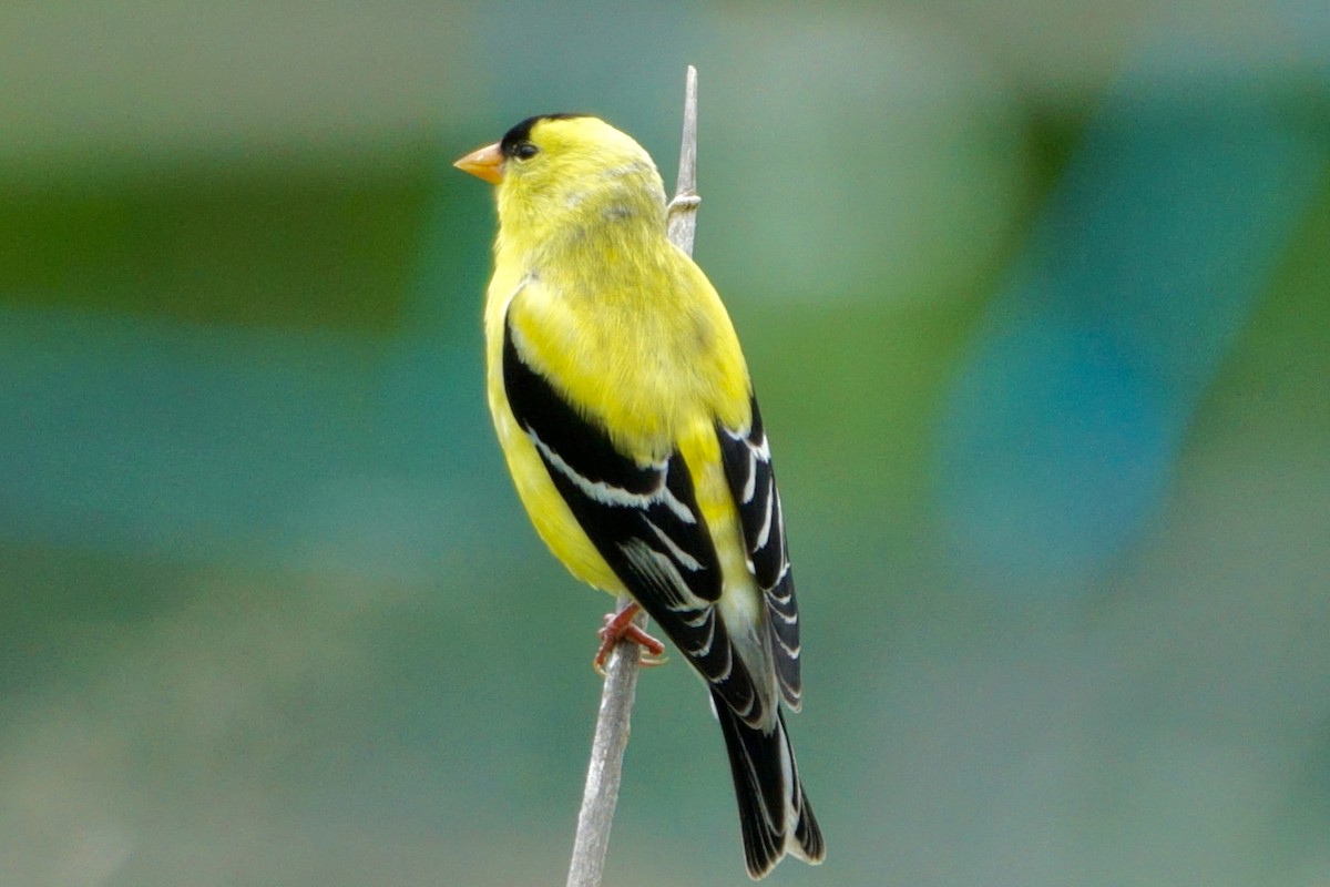 American Goldfinch - ML620302482