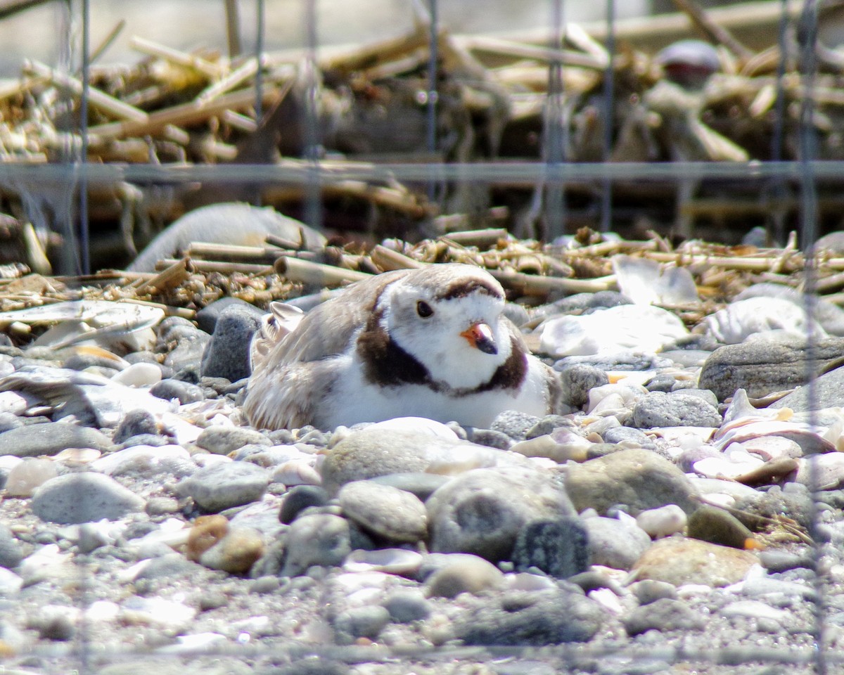 Piping Plover - ML620302487