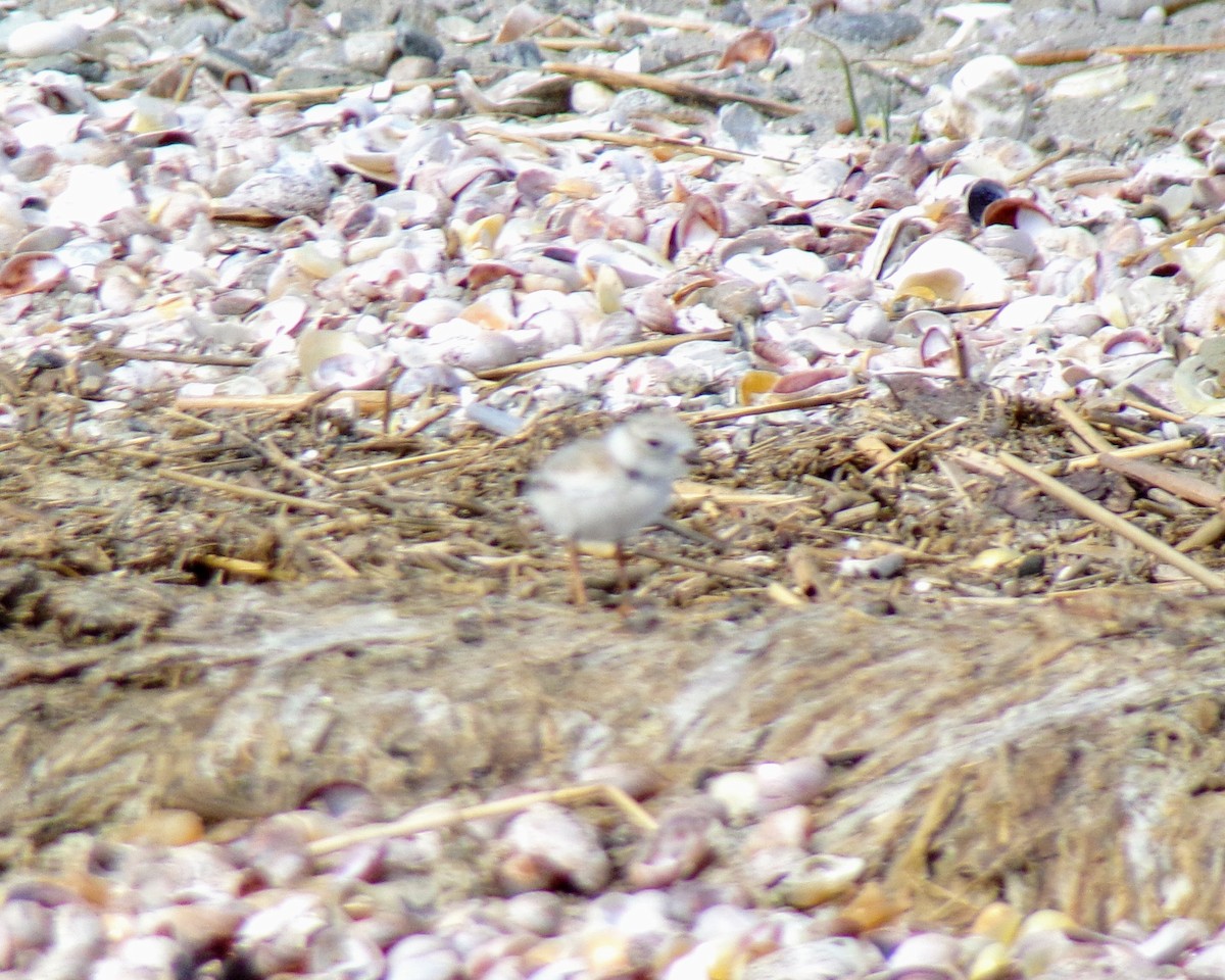 Piping Plover - ML620302488
