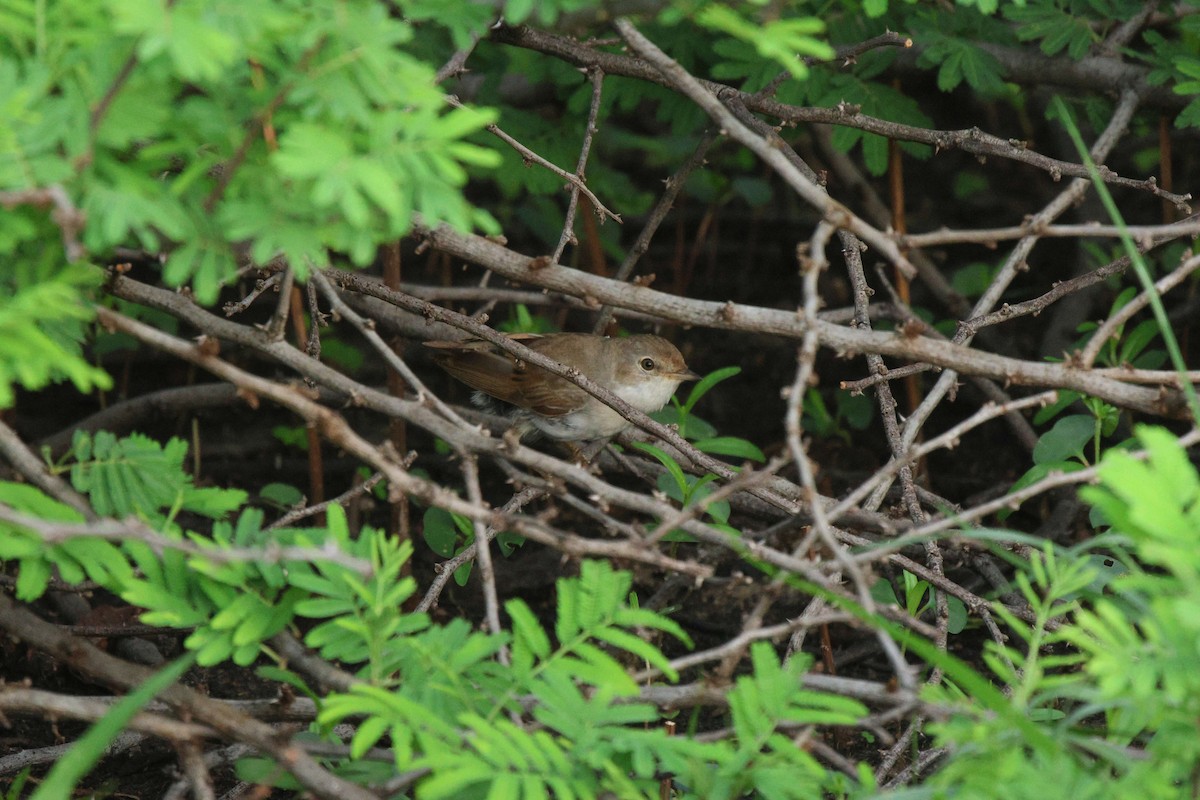 Greater Whitethroat - ML620302489