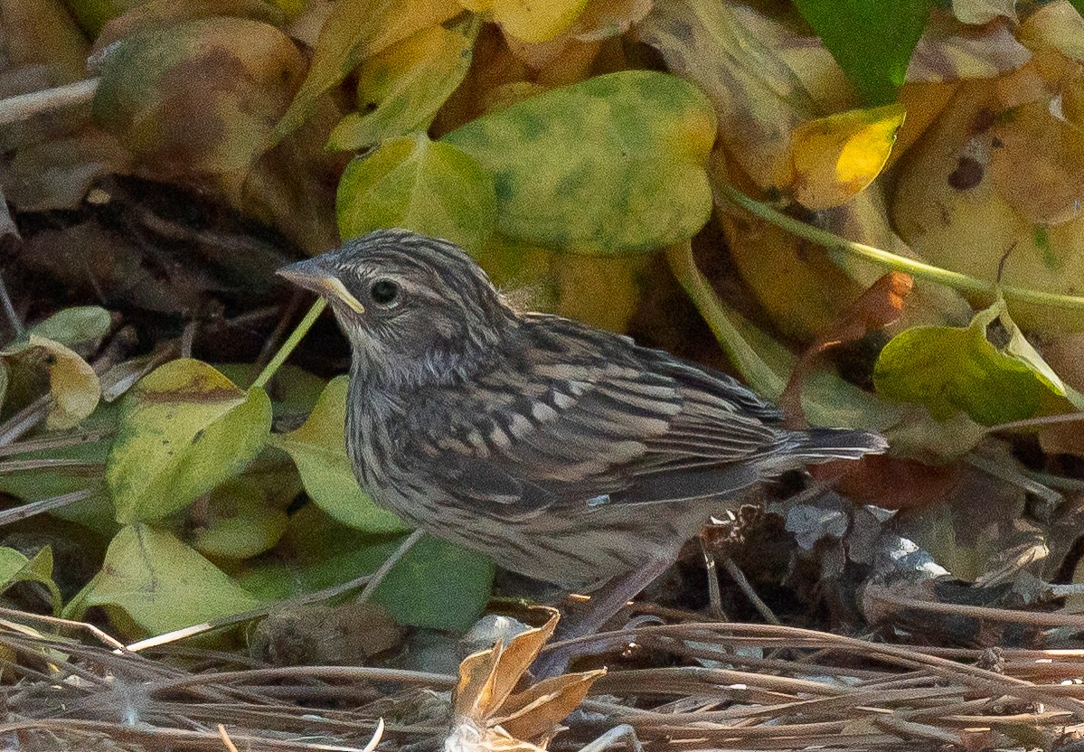 Chipping Sparrow - Connie Misket