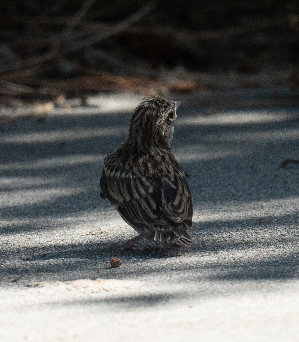 Chipping Sparrow - ML620302494