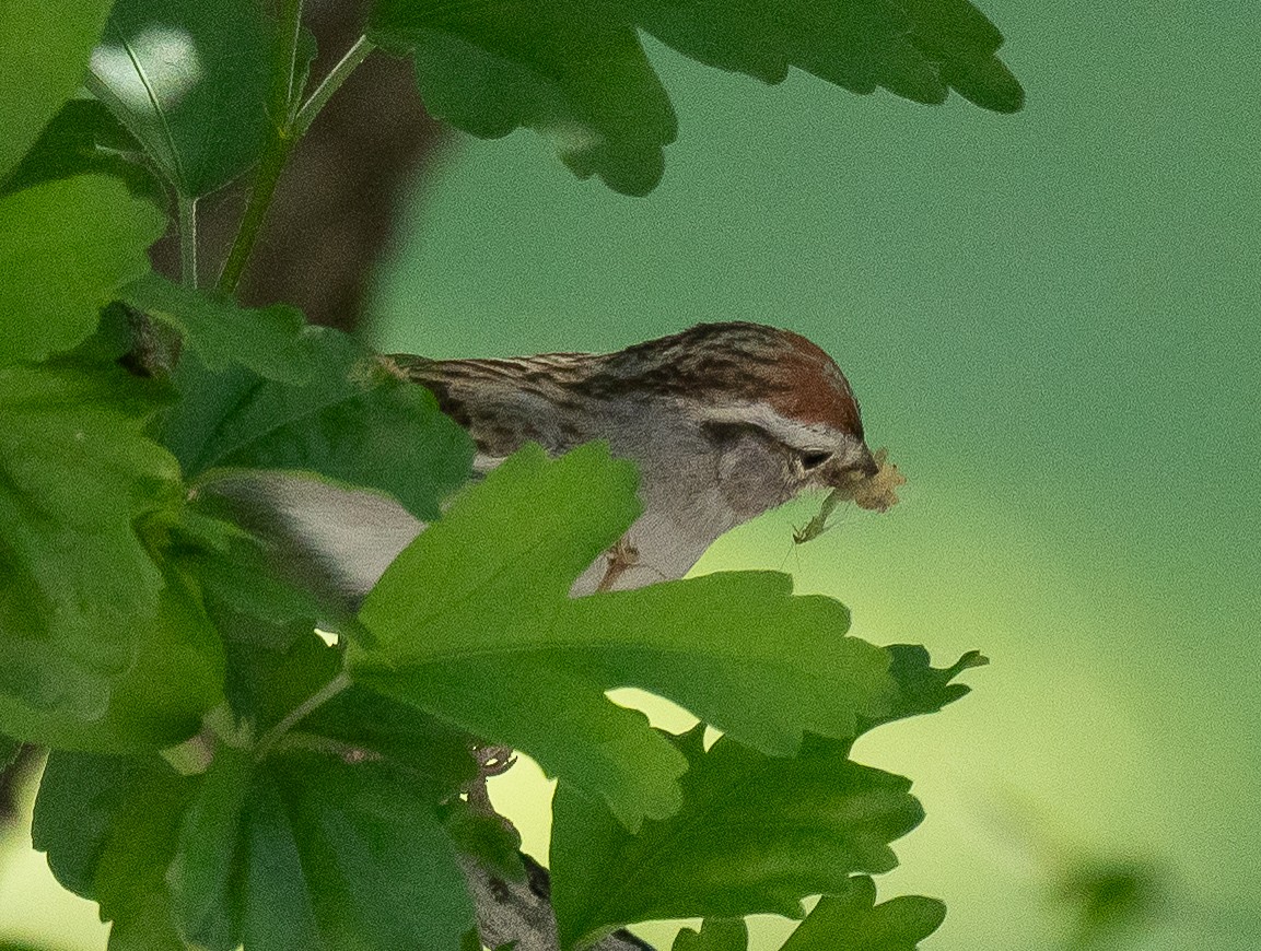 Chipping Sparrow - ML620302495