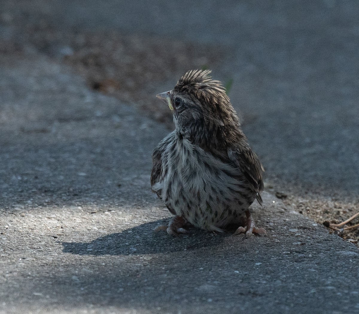 Chipping Sparrow - ML620302496