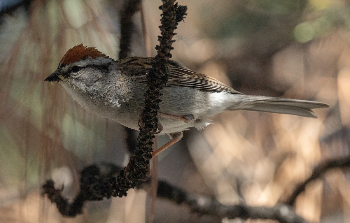 Chipping Sparrow - ML620302498