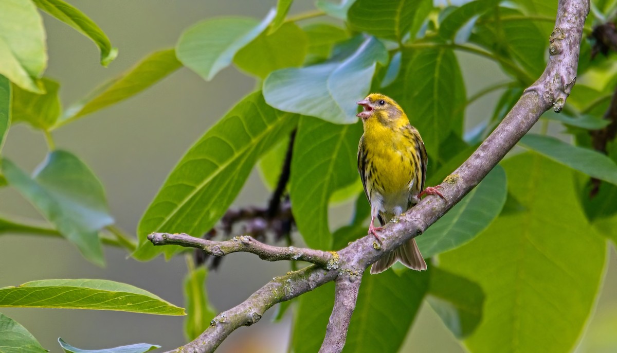 European Serin - ML620302502