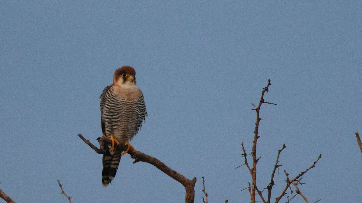 Alcotán Cuellirrojo - ML620302503