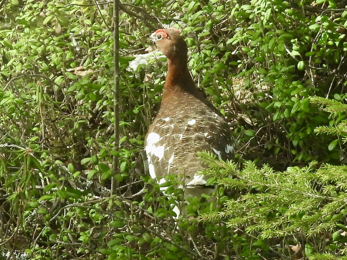 Willow Ptarmigan - ML620302505