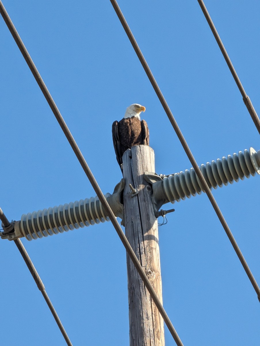 Weißkopf-Seeadler - ML620302507