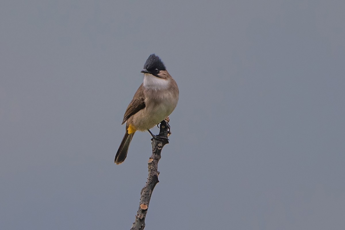 Bulbul à poitrine brune - ML620302509