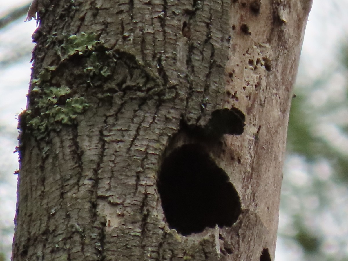 Hairy Woodpecker - ML620302521