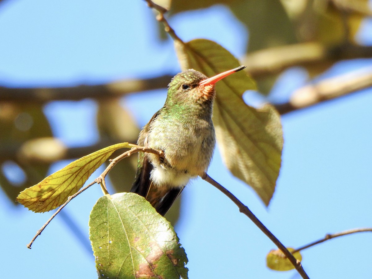 Gilded Hummingbird - ML620302527