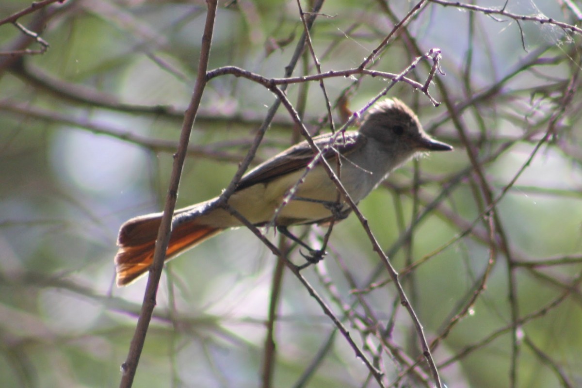 Brown-crested Flycatcher - ML620302528