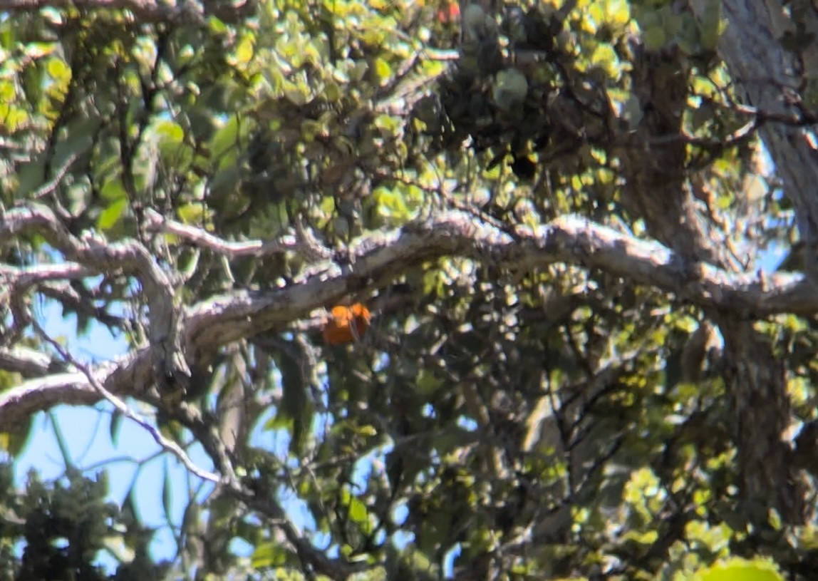 Hawaii-Akepakleidervogel - ML620302533