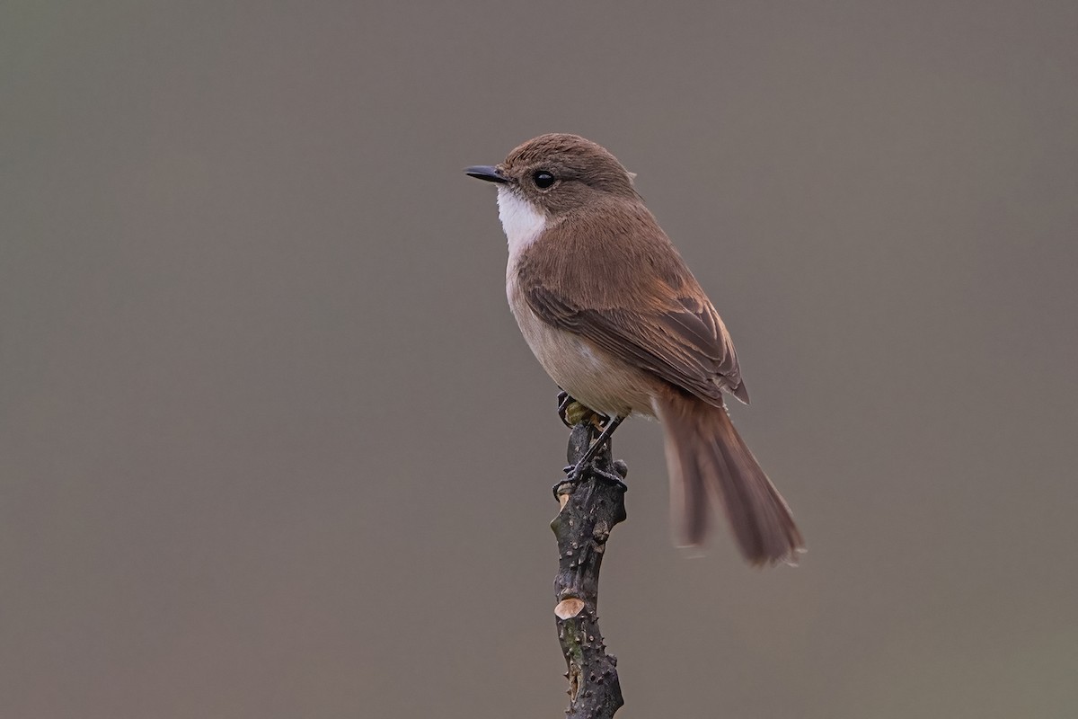 Jerdon's Bushchat - ML620302535