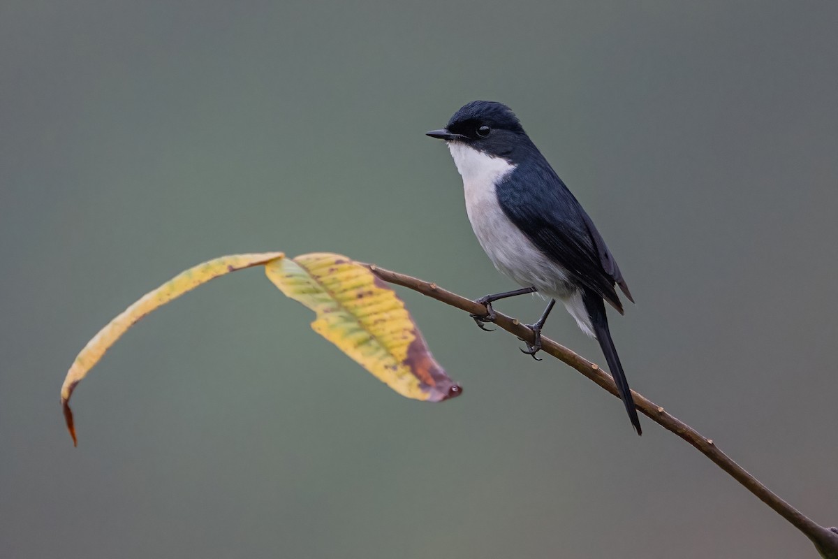 Jerdon's Bushchat - ML620302536