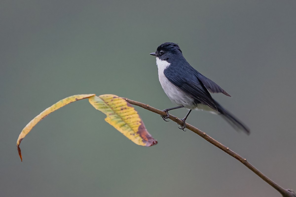 Jerdon's Bushchat - ML620302537