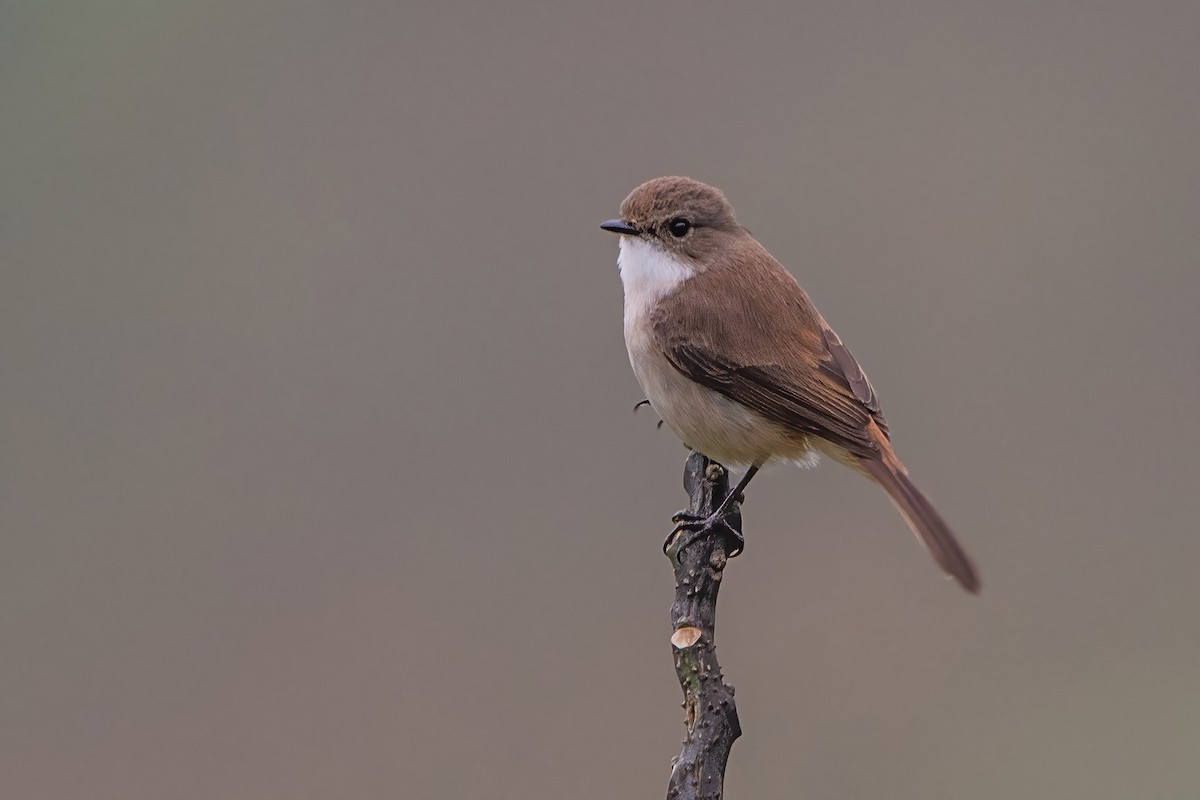 Pitxartxar zuri-beltza - ML620302538