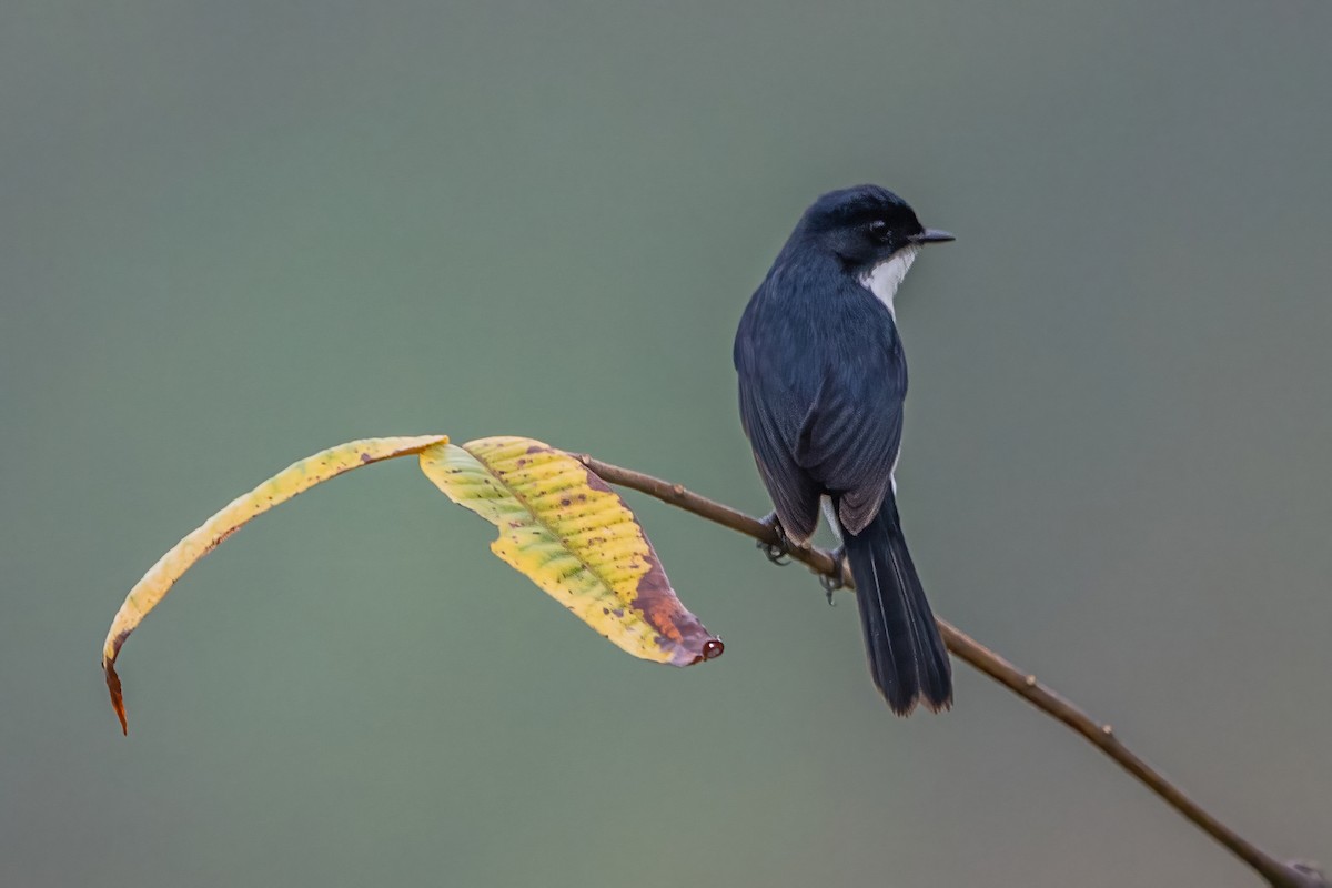 Pitxartxar zuri-beltza - ML620302539