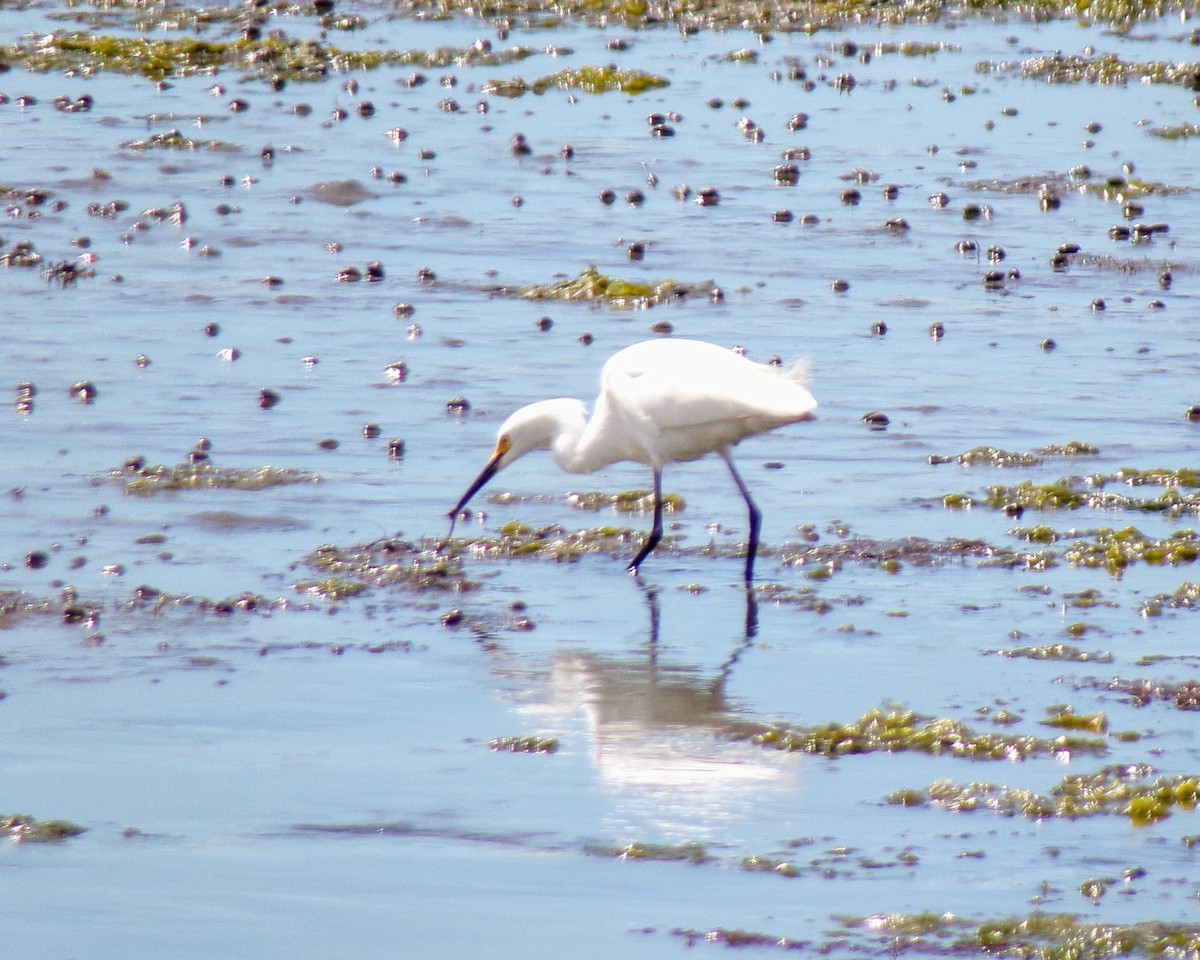 Snowy Egret - ML620302543