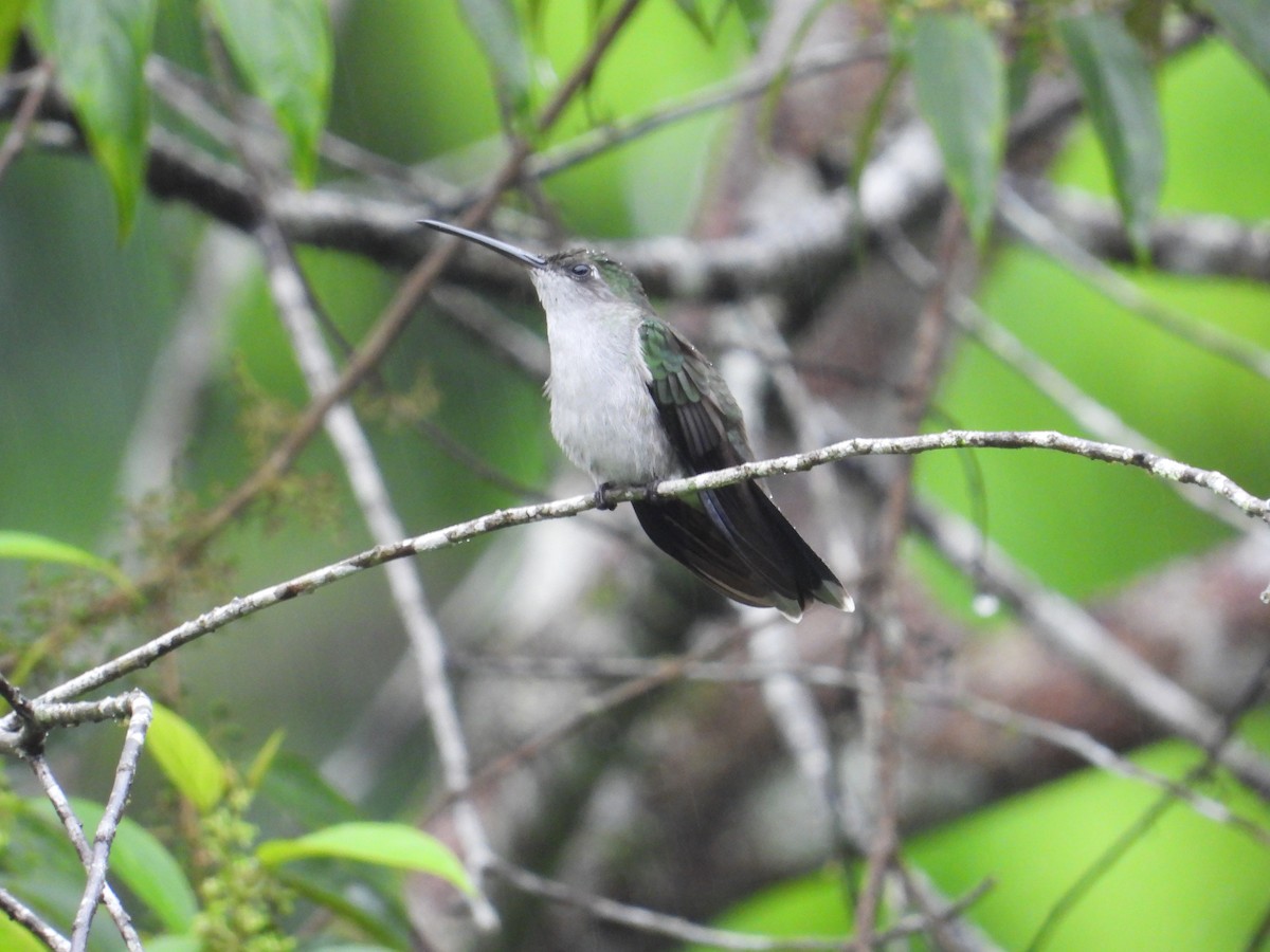 Gray-breasted Sabrewing - ML620302544