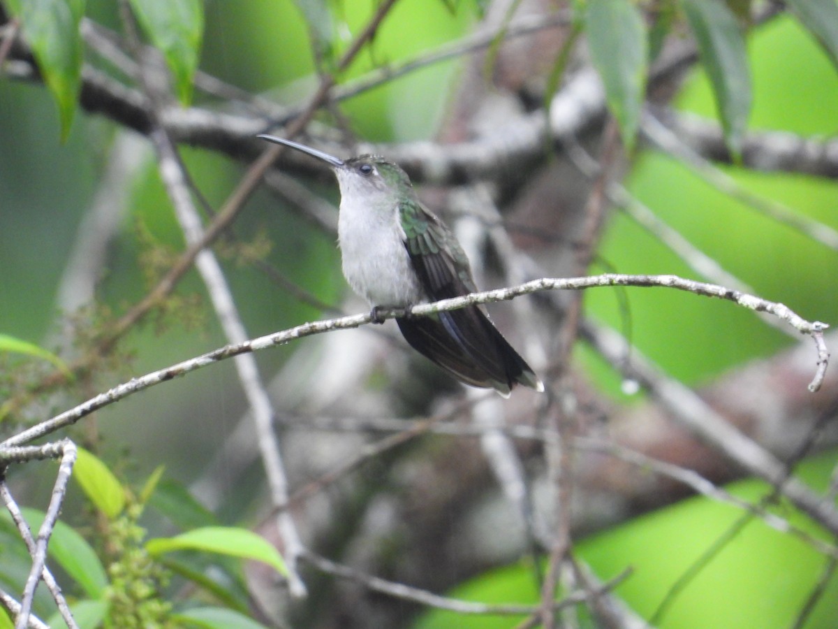 Gray-breasted Sabrewing - ML620302545