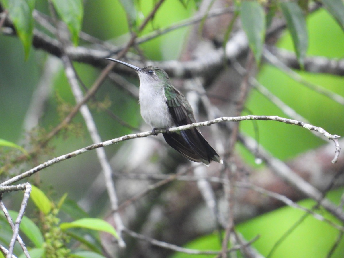 Gray-breasted Sabrewing - ML620302548