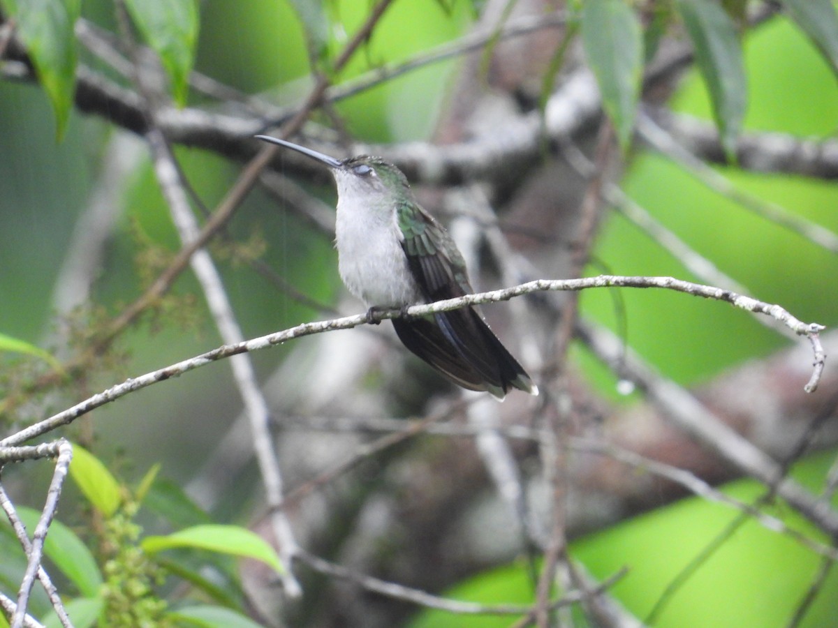 Gray-breasted Sabrewing - ML620302549